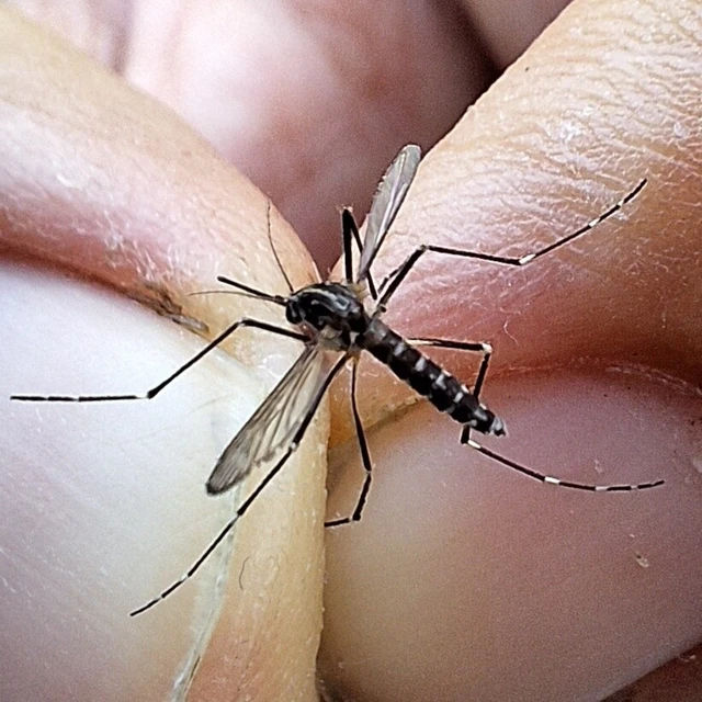 Diptera - Kétszárnyúak