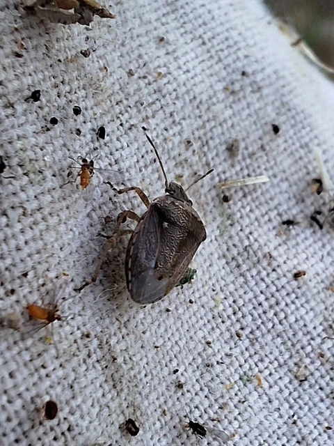 Eysarcoris ventralis - fakó feketefejű-poloska Eysarcoris ventralis - fakó feketefejű-poloska