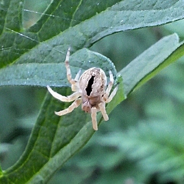 Araneae - Pókok