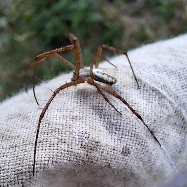 Araneae - Pókok