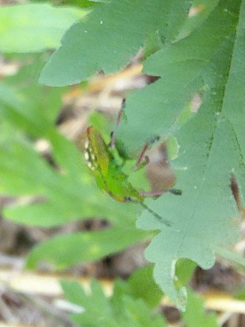 Nezara viridula - zöld vándorpoloska Nezara viridula - zöld vándorpoloska