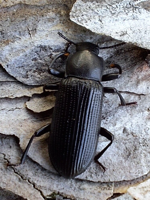 Menephilus cylindricus - fogasnyakú gyászbogár