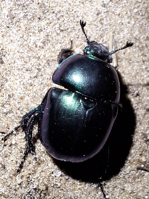Trypocopris vernalis - tavaszi álganéjtúró Trypocopris vernalis - tavaszi álganéjtúró