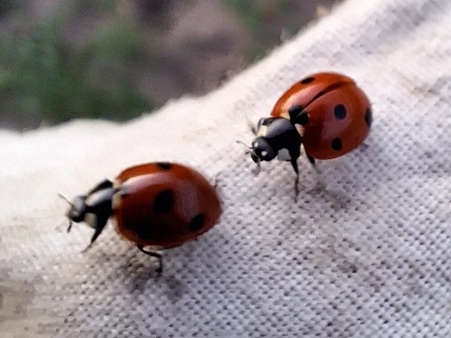 Coccinella septempunctata - hétpettyes katica
