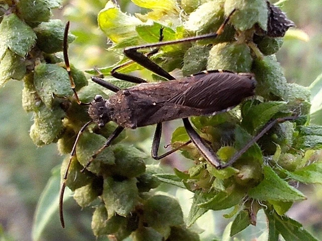 Alydus calcaratus - szőrös tövispoloska