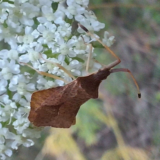 Syromastus rhombeus - vitorlás karimáspoloska