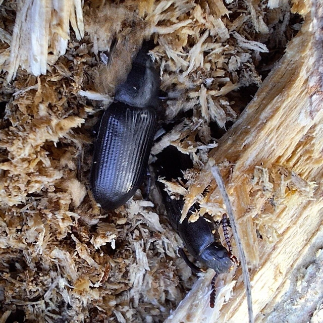 Menephilus cylindricus - fogasnyakú gyászbogár