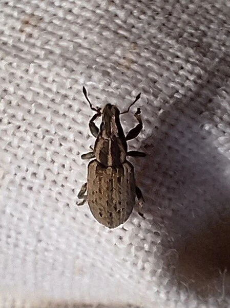 Sitona humeralis - lucerna-csipkézőbogár