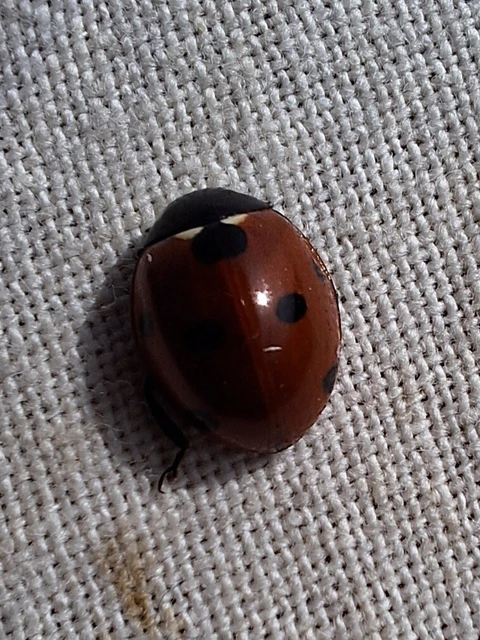 Coccinella septempunctata - hétpettyes katica