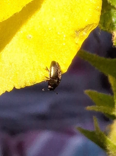 Meligethinae Meligethinae