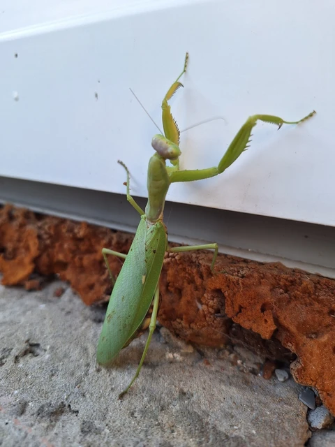 Mantodea - Fogólábúak