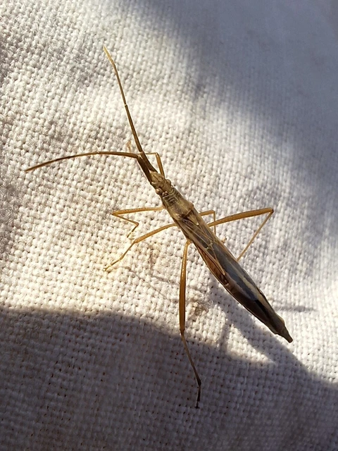 Chorosoma