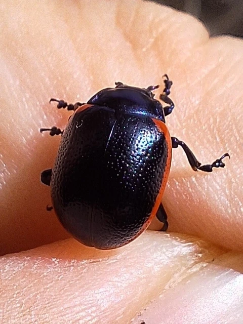 Chrysolina rossia - trapézhátú szegélyeslevelész