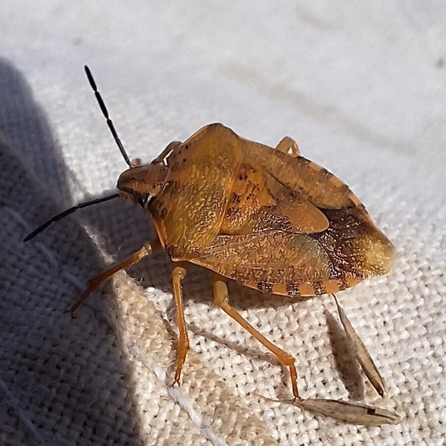 Carpocoris Carpocoris