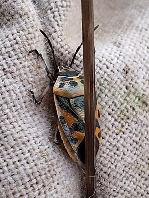 Eurydema ornata - díszespoloska Eurydema ornata - díszespoloska