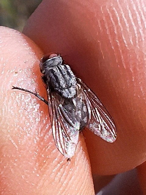Diptera - Kétszárnyúak