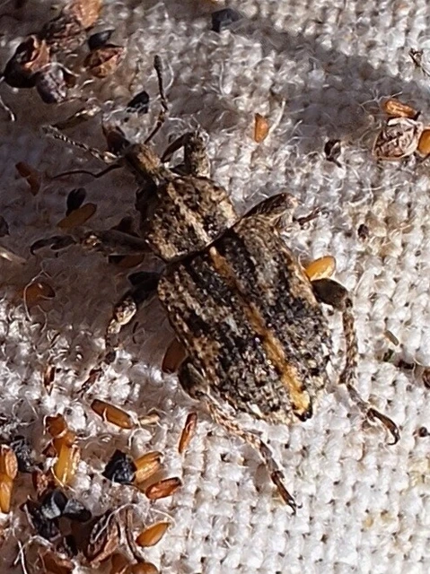 Brachypera dauci - gólyaorr-gubósormányos