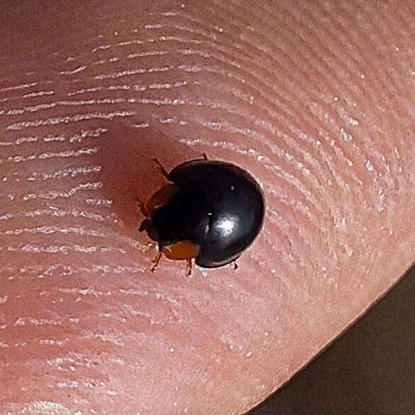 Parexochomus nigromaculatus - egyszínű szerecsenkata