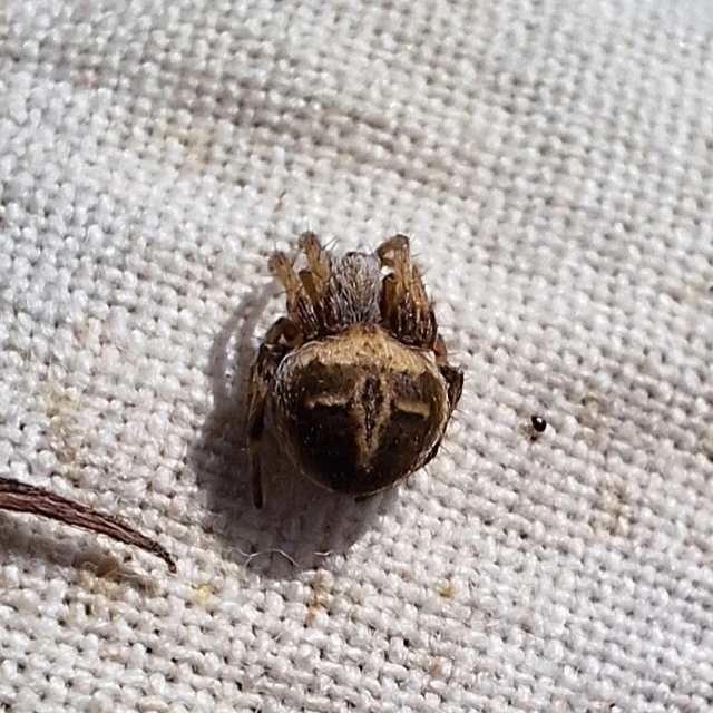 Araneae - Pókok