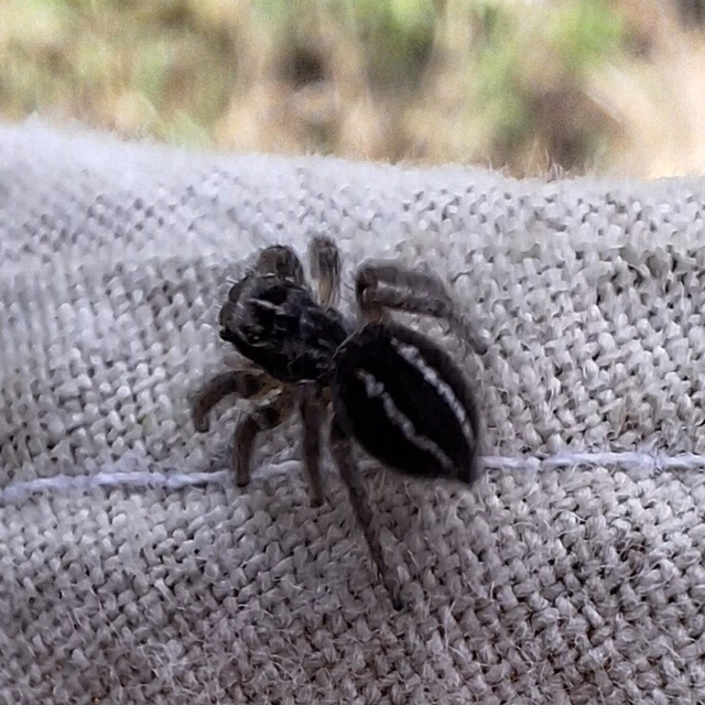 Araneae - Pókok