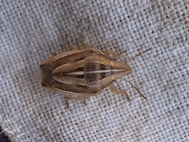 Aelia rostrata - csőrös szipolypoloska Aelia rostrata - csőrös szipolypoloska
