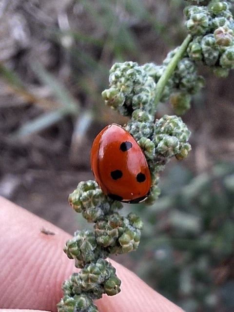 Coccinella septempunctata - hétpettyes katica