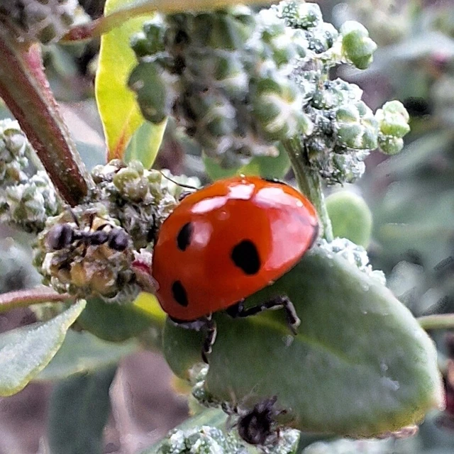 Coccinella septempunctata - hétpettyes katica