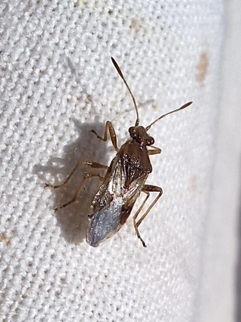 Rhopalidae - üvegpoloskák