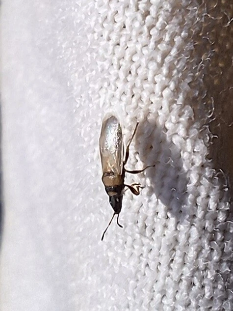 Oxycarenus pallens - fakó bodobács