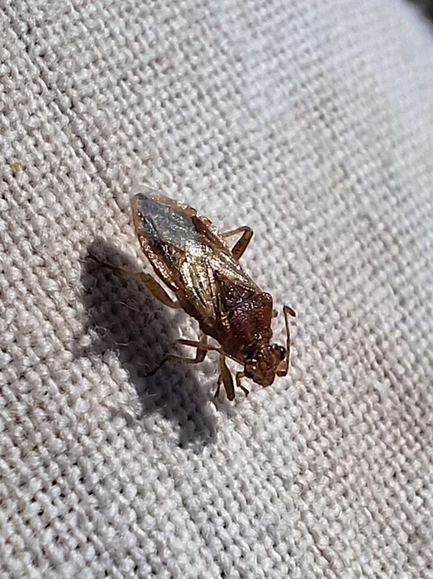 Rhopalidae - üvegpoloskák