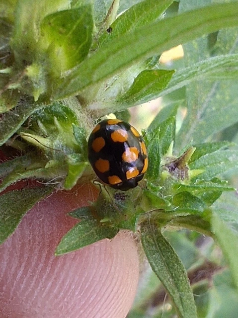 Coccinula quatuordecimpustulata - feketesárga katóka