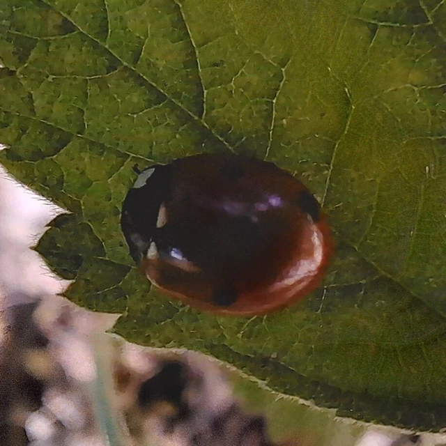 Coccinella septempunctata - hétpettyes katica