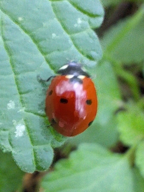 Coccinella septempunctata - hétpettyes katica