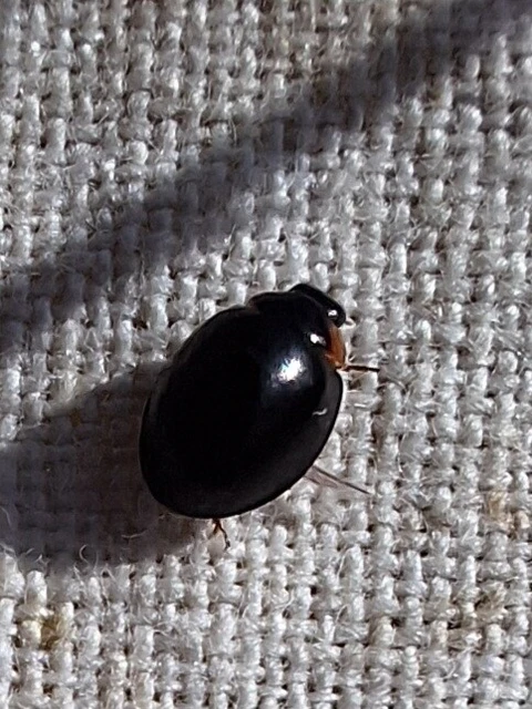 Parexochomus nigromaculatus - egyszínű szerecsenkata