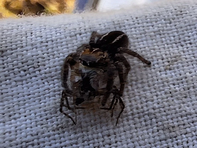Araneae - Pókok