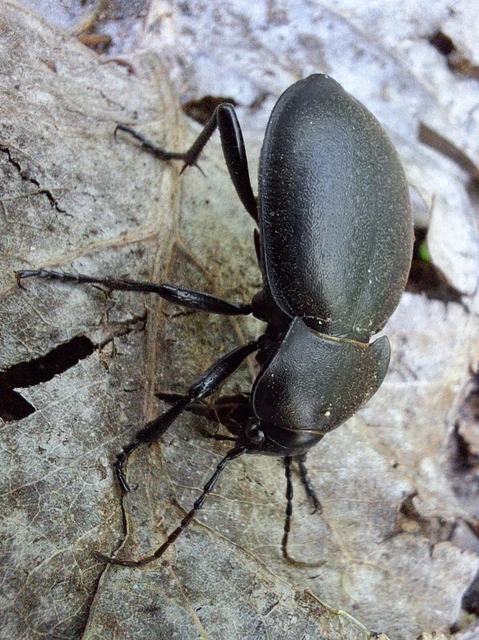 Carabus hungaricus - magyar futrinka Carabus hungaricus - magyar futrinka