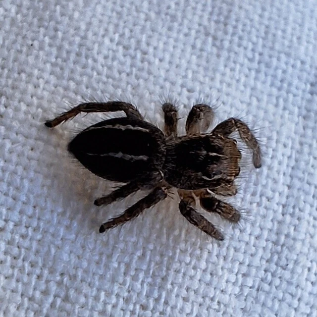 Araneae - Pókok