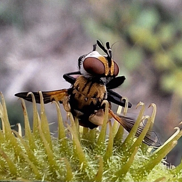 Diptera - Kétszárnyúak