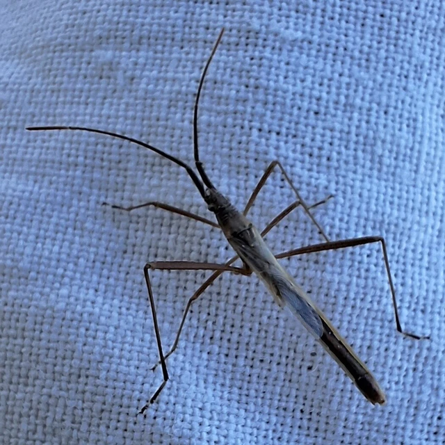 Chorosoma
