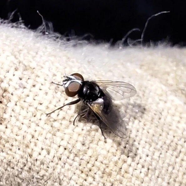 Diptera - Kétszárnyúak