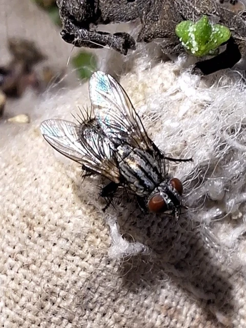 Diptera - Kétszárnyúak