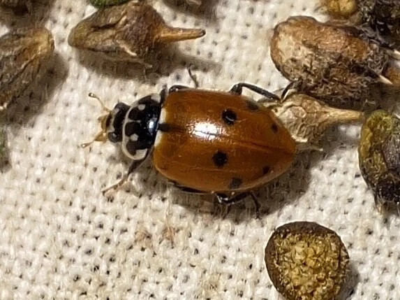 Hippodamia variegata - tizenhárompettyes katica