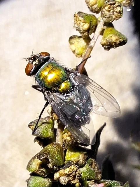 Diptera - Kétszárnyúak