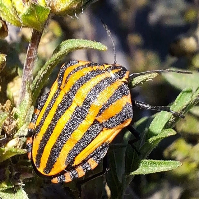 Graphosoma italicum - csíkos pajzsospoloska Graphosoma italicum - csíkos pajzsospoloska