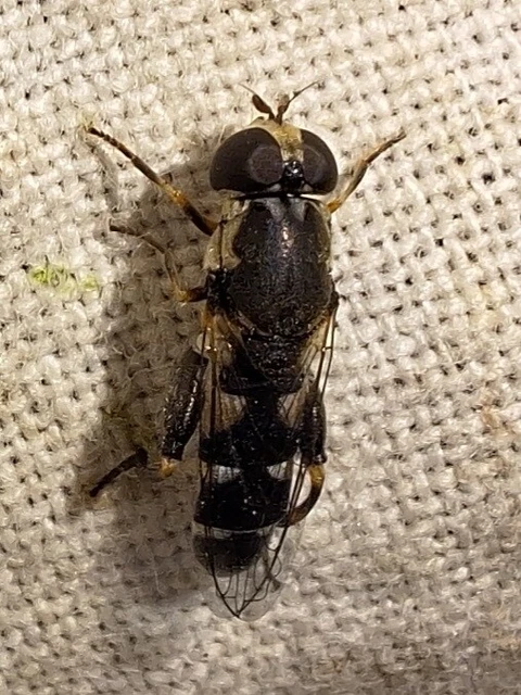 Diptera - Kétszárnyúak