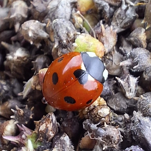 Coccinella septempunctata - hétpettyes katica
