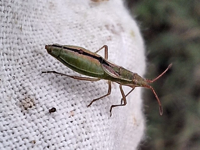 Myrmus miriformis - kurtaszárnyú karimáspoloska