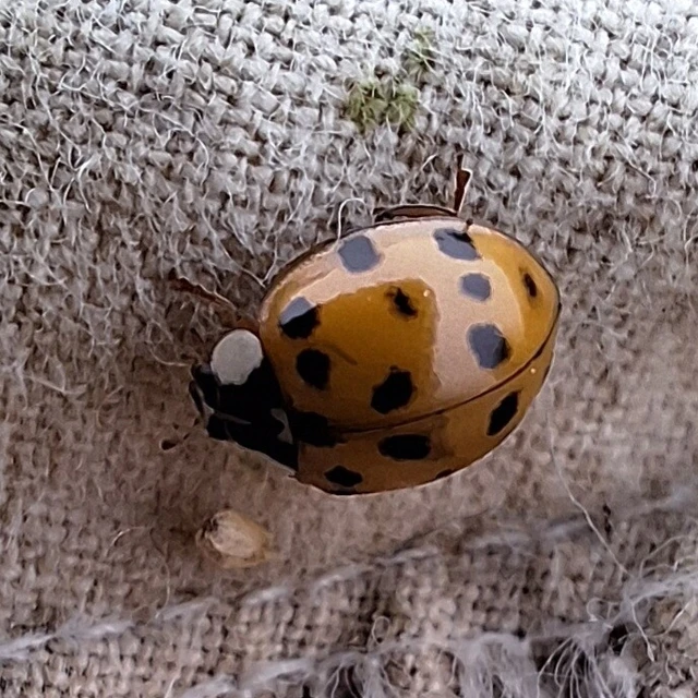 Harmonia axyridis - harlekinkatica