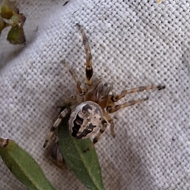 Araneae - Pókok