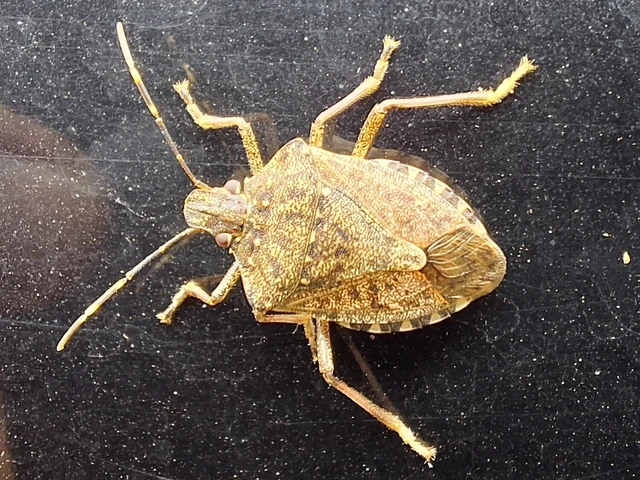 Halyomorpha halys - ázsiai márványospoloska Halyomorpha halys - ázsiai márványospoloska